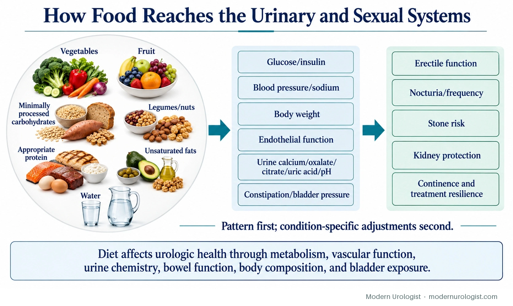 How Food Reaches the Urinary and Sexual Systems