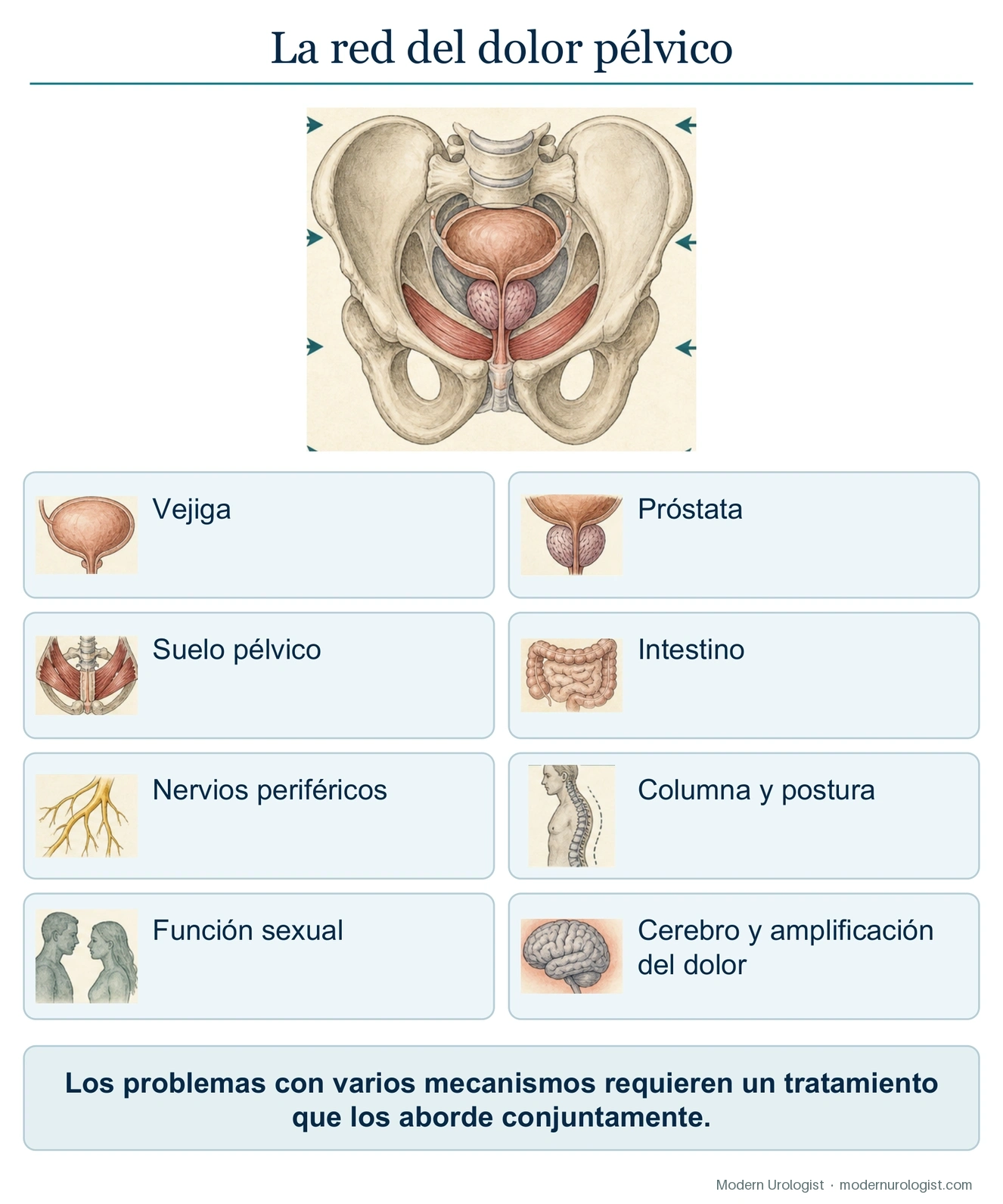 La red del dolor pélvico