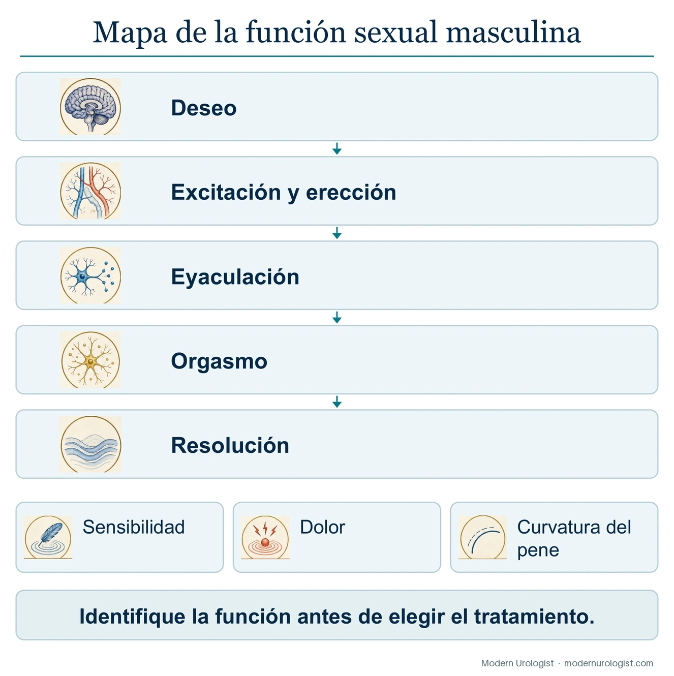 Mapa de la función sexual masculina