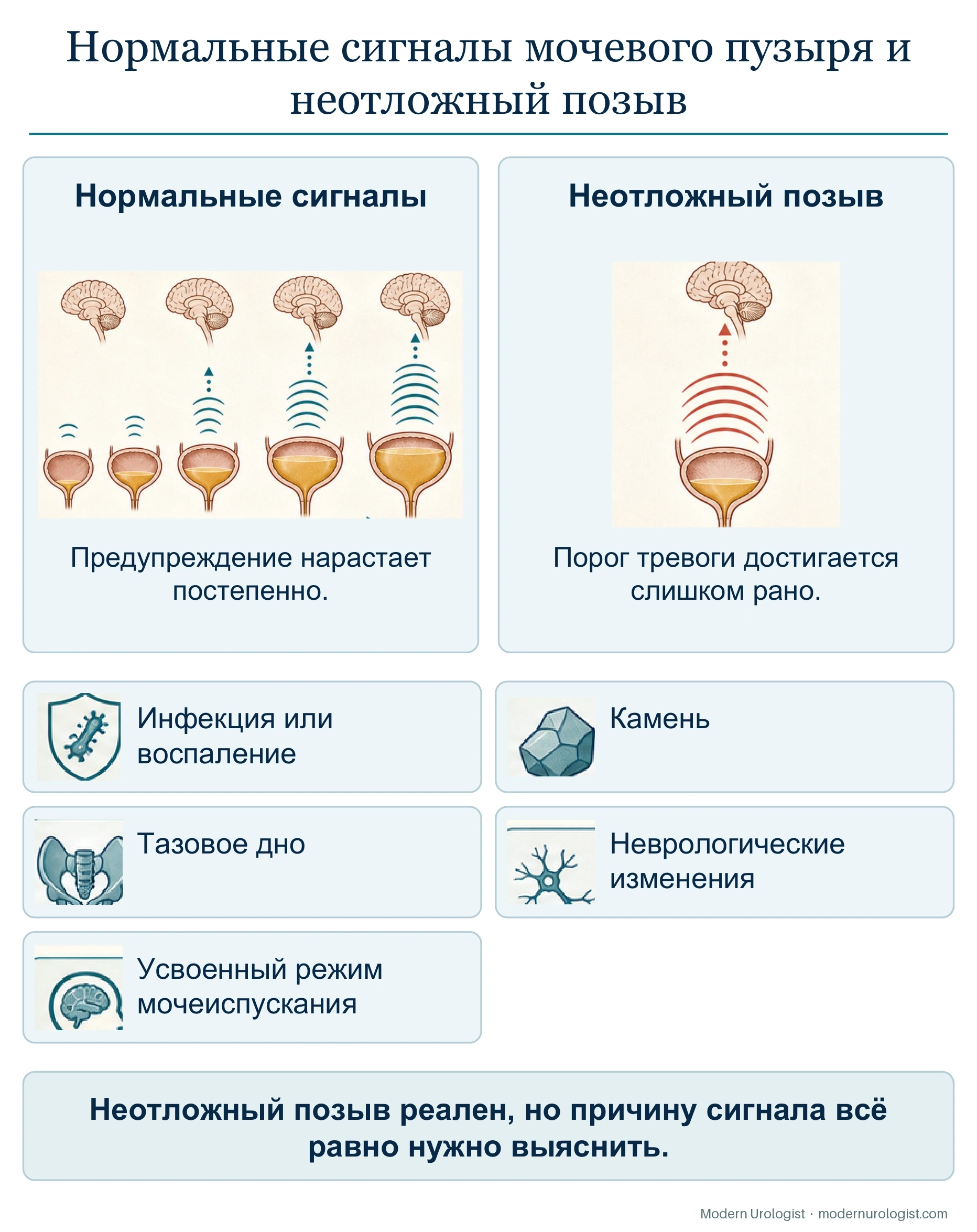 Нормальные сигналы мочевого пузыря и неотложный позыв