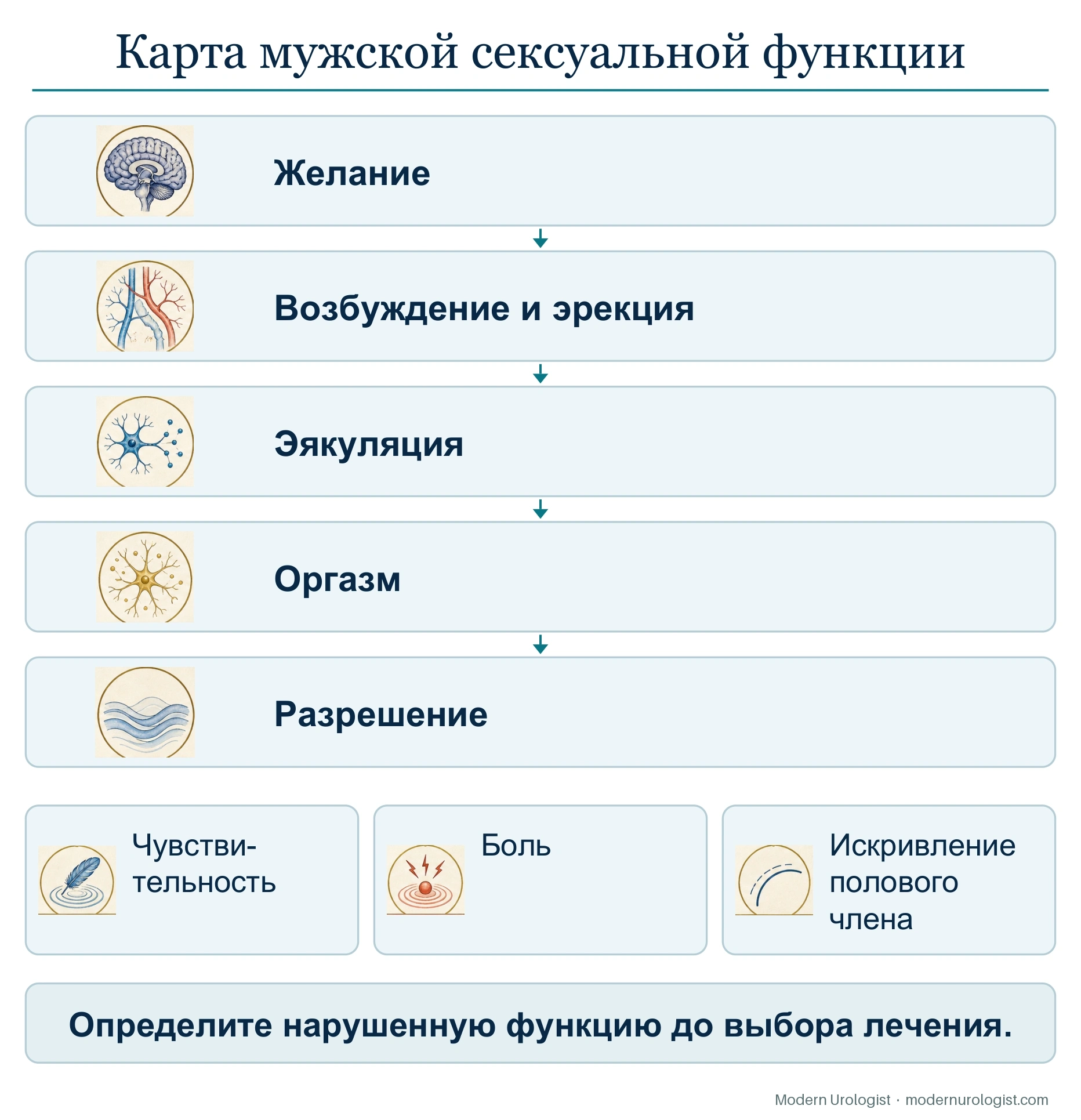 Карта мужской сексуальной функции